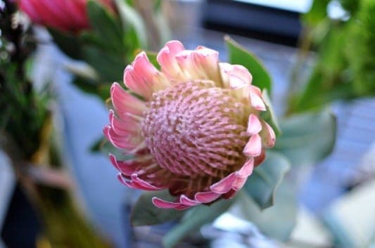 how to open a flower shop