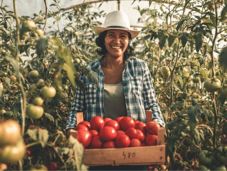 Farmer carrying crate with tomatoes.